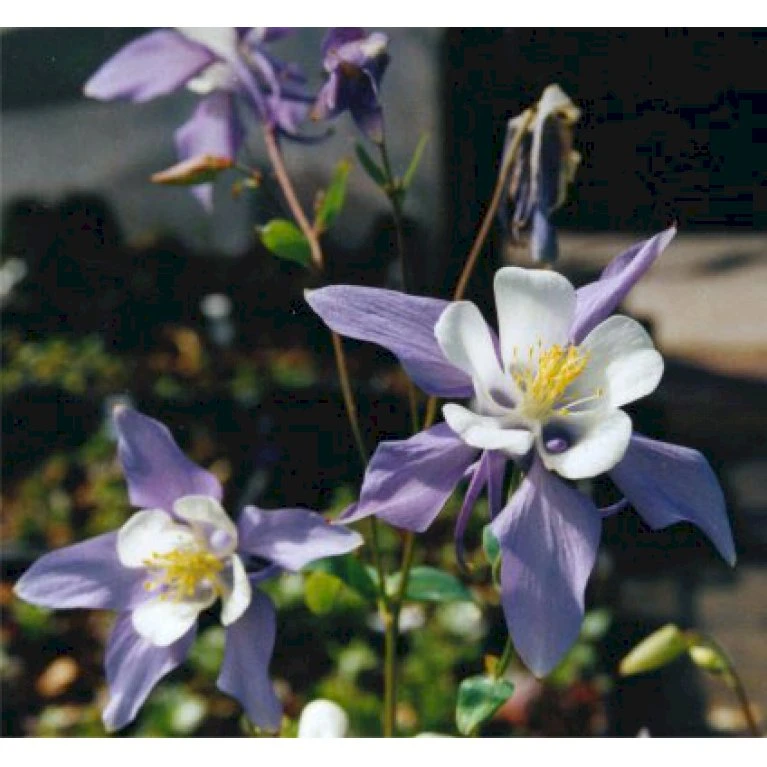 Langsporet Akeleje 'Blue Star' Aquilegia Caerulea 'Blue Star' 1 liter potte Langsporet Akeleje 'Blue Star' Aquilegia Caerulea 'Blue Star' 1 Liter Potte -Plantetorvet Butik p125 107 aquilegia caerulea blue star b163