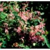 Tatarisk Gedeblad Lonicera Tatarica Solitær Busk 150-200 Cm. - Med Klump -Plantetorvet Butik p1266 38330 lonicera tatarica 112e