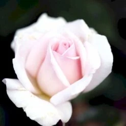 'A White Shade Of Pale' Rosa X 'A White Shade Of Pale' (Storblomstrende) A-Kvalitet,- Barrods Roser Min. 3 Grene 4 'A White Shade Of Pale' Rosa X 'A White Shade Of Pale' (Storblomstrende) A-Kvalitet,- Barrods Roser Min. 3 Grene -Plantetorvet Butik p12749 51193 rosa x a white shade of pale e288