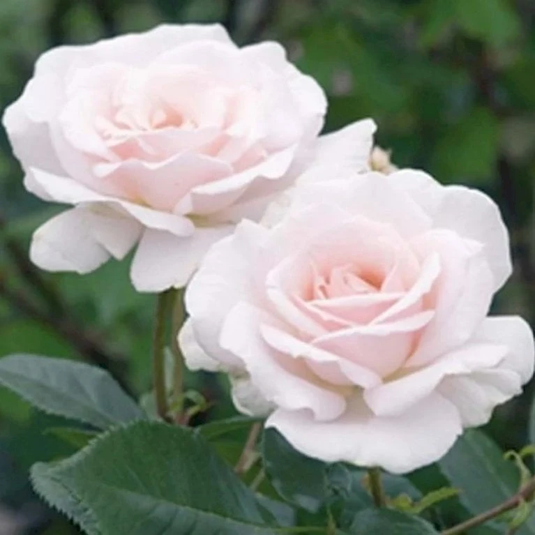 'A White Shade Of Pale' Rosa X 'A White Shade Of Pale' (Storblomstrende) A-Kvalitet,- barrods roser min. 3 grene 'A White Shade Of Pale' Rosa X 'A White Shade Of Pale' (Storblomstrende) A-Kvalitet,- Barrods Roser Min. 3 Grene -Plantetorvet Butik p12749 51194 rosa x a white shade of pale c27f