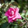 'Acapella'® Rosa X 'Acapella'® (Storblomstrende) A-Kvalitet,- Barrods Roser Min. 3 Grene 1 'Acapella'® Rosa X 'Acapella'® (Storblomstrende) A-Kvalitet,- Barrods Roser Min. 3 Grene -Plantetorvet Butik p12750 51195 rosa x acapella c012