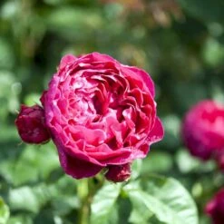 'Ascot'® Rosa X 'Ascot'® (storblomstrende) A-Kvalitet,- Barrods Roser Min. 3 Grene