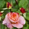 'Augusta Louise'® Rosa X 'Augusta Louise'® (Storblomstrende) A-Kvalitet,- Barrods Roser Min. 3 Grene -Plantetorvet Butik p12752 51205 rosa x augusta louise e732