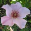 'Dainty Bess' Rosa X 'Dainty Bess' (storblomstrende) A-Kvalitet,- Barrods Roser Min. 3 Grene -Plantetorvet Butik p12756 51246 rosa x dainty bess storblomstrende 8cab