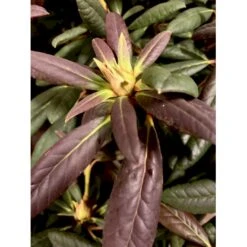 'Elizabeth (rød Nyvækst) Rhododendron Hybrid 'Elizabeth' Potte 5,0 Liter,- 30-40 Cm. -Plantetorvet Butik p12781 38016 rhododendron hybrid elizabeth f0c3