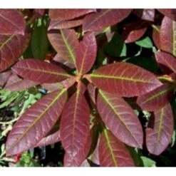'Elizabeth (rød Nyvækst) Rhododendron Hybrid 'Elizabeth' Potte 5,0 Liter,- 30-40 Cm. -Plantetorvet Butik p12781 7552 rhododendron hyb elizabeth red foliage 2258
