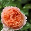 'Chippendale'® Rosa X 'Chippendale'® (Storblomstrende) A-Kvalitet,- Barrods Roser Min. 3 Grene 2 'Chippendale'® Rosa X 'Chippendale'® (Storblomstrende) A-Kvalitet,- Barrods Roser Min. 3 Grene -Plantetorvet Butik p12787 51230 rosa x chippendale storblomstrende e5a4