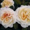 'Comtessa'® Rosa X 'Comtessa'® (storblomstrende) A-Kvalitet,- Barrods Roser Min. 3 Grene 2 'Comtessa'® Rosa X 'Comtessa'® (storblomstrende) A-Kvalitet,- Barrods Roser Min. 3 Grene -Plantetorvet Butik p12788 54019 rosa x comtessa storblomstrende 578c