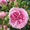 'Dreams Come True'™ Rosa X 'Dreams Come True'™ (Buketrose) A-Kvalitet,- Barrods Roser Min. 3 Grene -Plantetorvet Butik p12789 51462 rosa x dreams come true buketrose 01b4