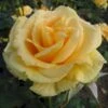'Wonderful'™ Rosa X 'Wonderful'™ (Storblomstrende) A-Kvalitet,- Barrods Roser Min. 3 Grene 2 'Wonderful'™ Rosa X 'Wonderful'™ (Storblomstrende) A-Kvalitet,- Barrods Roser Min. 3 Grene -Plantetorvet Butik p12805 51411 rosa x wonderful storblomstrende 2b7e