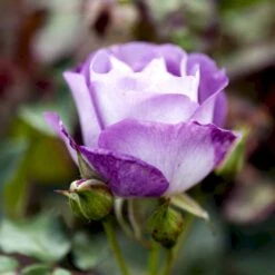 'Blue For You' Rosa X 'Blue For You' (Buketrose) A-Kvalitet,- Barrods Roser Min. 3 Grene 4 'Blue For You' Rosa X 'Blue For You' (Buketrose) A-Kvalitet,- Barrods Roser Min. 3 Grene -Plantetorvet Butik p12812 51443 rosa x blue for you buketrose c830