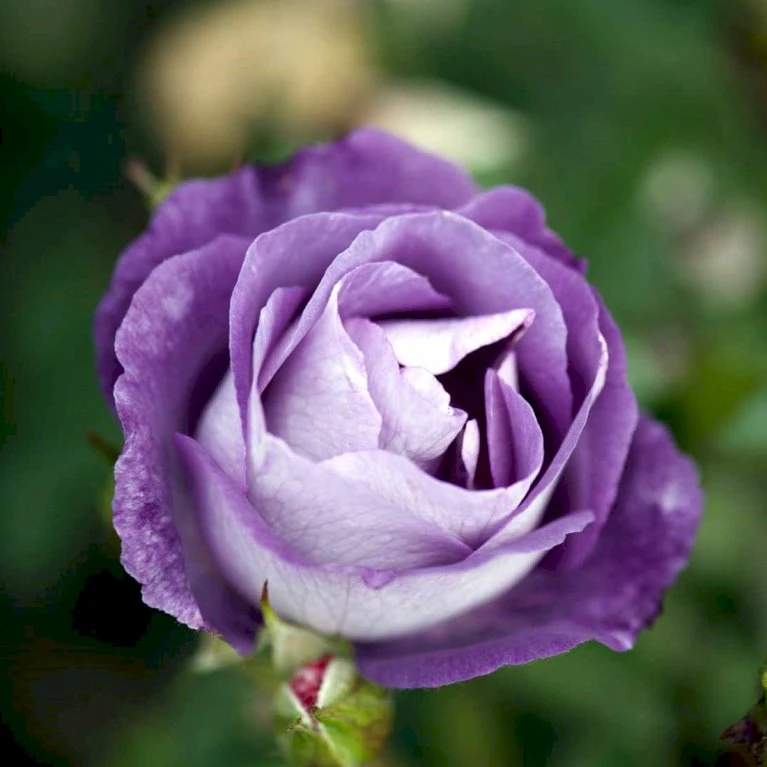 'Blue For You' Rosa X 'Blue For You' (Buketrose) A-Kvalitet,- barrods roser min. 3 grene 'Blue For You' Rosa X 'Blue For You' (Buketrose) A-Kvalitet,- Barrods Roser Min. 3 Grene -Plantetorvet Butik p12812 51444 rosa x blue for you buketrose 4ce5