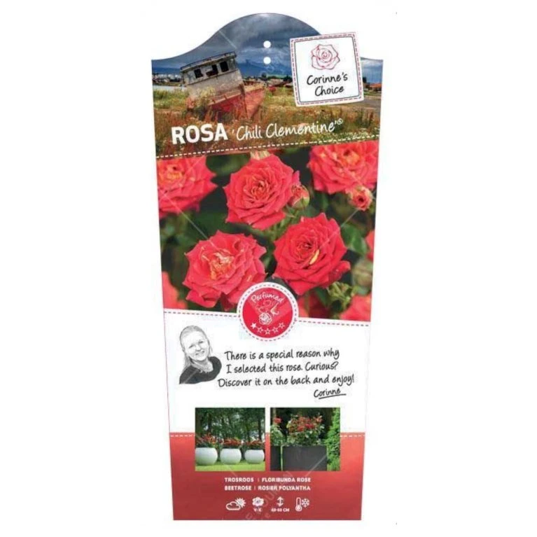 'Chili Clementine' Rosa X 'Chili Clementine' 3,0 liter potte 'Chili Clementine' Rosa X 'Chili Clementine' 3,0 Liter Potte -Plantetorvet Butik p12819 38637 image ad87