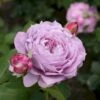 'Novalis'® Rosa X 'Novalis'® (Buketrose) A-Kvalitet,- Barrods Roser Min. 3 Grene -Plantetorvet Butik p12865 51638 rosa x novalis add9