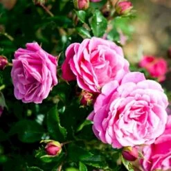 'Cardiff'™ Rosa X 'Cardiff'™ (Slotsrose) A-Kvalitet,- Barrods Roser Min. 3 Grene 6 'Cardiff'™ Rosa X 'Cardiff'™ (Slotsrose) A-Kvalitet,- Barrods Roser Min. 3 Grene -Plantetorvet Butik p12874 51772 rosa x cardiff slotsrose 32b0
