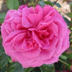 'Cardiff'™ Rosa X 'Cardiff'™ (Slotsrose) A-Kvalitet,- Barrods Roser Min. 3 Grene 7 'Cardiff'™ Rosa X 'Cardiff'™ (Slotsrose) A-Kvalitet,- Barrods Roser Min. 3 Grene -Plantetorvet Butik p12874 51773 rosa x cardiff slotsrose 5576