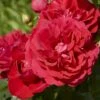 'Grenada'™ Rosa X 'Grenada'™ (Slotsrose) A-Kvalitet,- Barrods Roser Min. 3 Grene 1 'Grenada'™ Rosa X 'Grenada'™ (Slotsrose) A-Kvalitet,- Barrods Roser Min. 3 Grene -Plantetorvet Butik p12877 51794 rosa x grenada slotsrose 4528