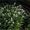 Hvid Fredløs Lysimachia Clethroides 1 Liter Potte -Plantetorvet Butik p1287 1043 lysimachia clethroides 429a