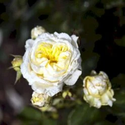 'Kronprinsesse Mary'™ Rosa X 'Kronprinsesse Mary'™ (Slotsrose) A-Kvalitet,- Barrods Roser Min. 3 Grene -Plantetorvet Butik p12881 51821 rosa x kronprinsesse mary slotsrose 1307