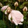 'Racquel™ Renaissance'® Rosa X 'Racquel™ Renaissance'® (Renaissancerose) A-Kvalitet,- Barrods Roser Min. 3 Grene -Plantetorvet Butik p12910 52193 rosa x racquel renaissance renaissancerose 5f26