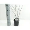 Stjernemagnolie Magnolia Stellata Potte 2,0 Liter,- 40-60 Cm. -Plantetorvet Butik p1305 42780 magnolia stellata 6ba1