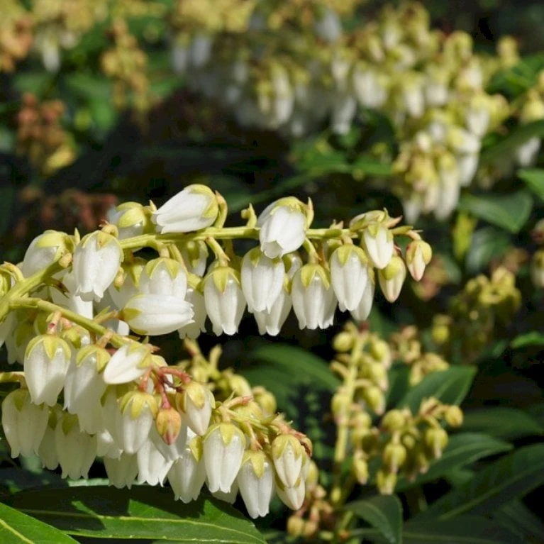 Pieris 'Debutante' Pieris Jap. 'Debutante' Potte 3,0 liter,- 30-40 cm. Pieris 'Debutante' Pieris Jap. 'Debutante' Potte 3,0 Liter,- 30-40 Cm. -Plantetorvet Butik p13161 53998 pieris jap debutante f85e
