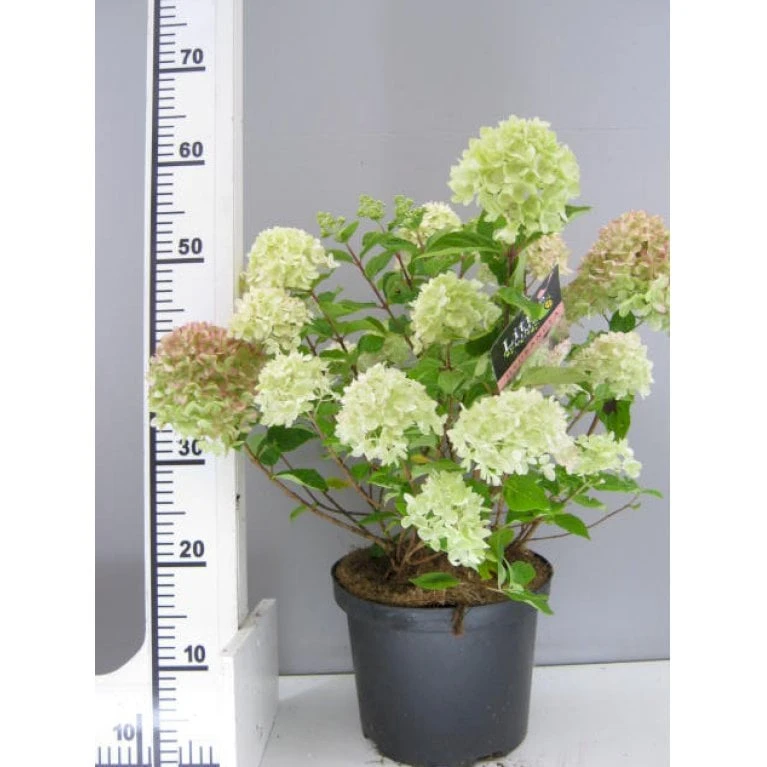 Kompakt Syrén-Hortensia 'Little Lime' Hydrangea Paniculata 'Little Lime' 3,5 liter potte Kompakt Syrén-Hortensia 'Little Lime' Hydrangea Paniculata 'Little Lime' 3,5 Liter Potte -Plantetorvet Butik p13378 7779 hydrangea paniculata little lime 8330