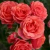 'Mandarin'® Rosa X 'Mandarin'® (Miniaturerose) A-Kvalitet,- Barrods Roser Min. 3 Grene 1 'Mandarin'® Rosa X 'Mandarin'® (Miniaturerose) A-Kvalitet,- Barrods Roser Min. 3 Grene -Plantetorvet Butik p13503 53609 rosa x mandarin miniaturerose 8dfd