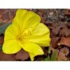 Krybende Natlys Oenothera Macrocarpa 10 Cm. Potte -Plantetorvet Butik p1370 1115 oenothera macrocarpa f0f1
