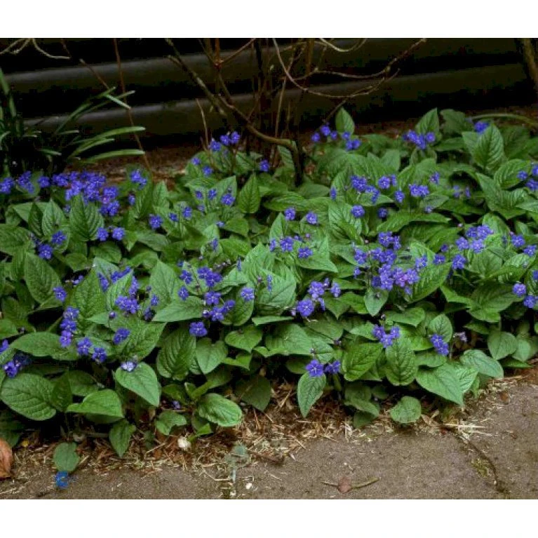 Vårkærminde Omphalodes Verna 10 cm. potte Vårkærminde Omphalodes Verna 10 Cm. Potte -Plantetorvet Butik p1371 1116 omphalodes verna e5ba