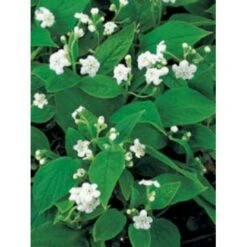 Vårkærminde 'Alba' Omphalodes Verna 'Alba' 10 Cm. Potte