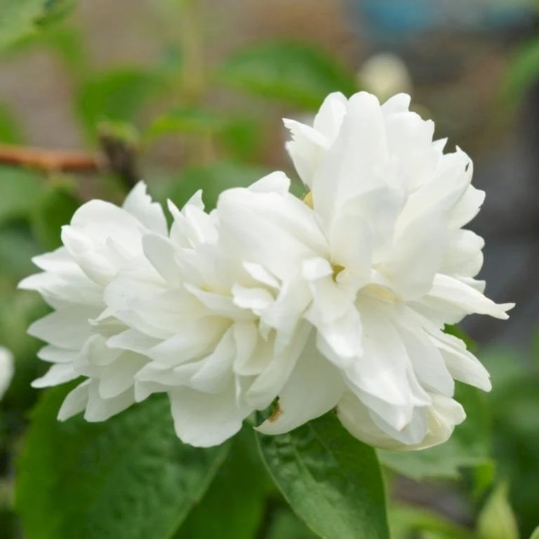 Uægte Jasmin 'Schneesturm' Philadelphus Virginalis 'Schneesturm' Med klump,- 150-175 cm. Uægte Jasmin 'Schneesturm' Philadelphus Virginalis 'Schneesturm' Med Klump,- 150-175 Cm. -Plantetorvet Butik p1423 47385 philadelphus virginalis schneesturm 16a4