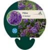 Høstfloks 'Amethyst' Phlox Paniculata 'Amethyst' Bakke Med 12 Stk. 2 Høstfloks 'Amethyst' Phlox Paniculata 'Amethyst' Bakke Med 12 Stk. -Plantetorvet Butik p1432 45015 phlox paniculata amethyst 9d09