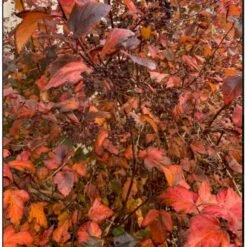 Blærespiræa 'Diabolo' Physocarphus Op. 'Diabolo' Solitær Busk 150-200 Cm. - Med Klump -Plantetorvet Butik p1455 36852 physocarphus op diablo 0d03