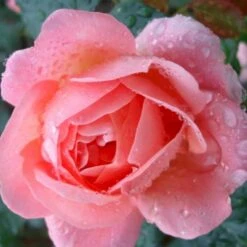 'From Far Away'™ Rosa X 'From Far Away'™ (Buketrose) A-Kvalitet,- Barrods Roser Min. 3 Grene -Plantetorvet Butik p14574 51492 rosa x from far away buketrose 7cca