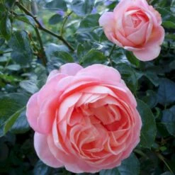 'From Far Away'™ Rosa X 'From Far Away'™ (Buketrose) A-Kvalitet,- Barrods Roser Min. 3 Grene -Plantetorvet Butik p14574 51493 rosa x from far away buketrose 9c78