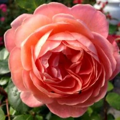 'From Far Away'™ Rosa X 'From Far Away'™ (Buketrose) A-Kvalitet,- Barrods Roser Min. 3 Grene -Plantetorvet Butik p14574 51495 rosa x from far away buketrose 7189