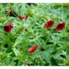 Rød Staudepotentil Potentilla Atrosanguinea Rot 1 Liter Potte 2 Rød Staudepotentil Potentilla Atrosanguinea Rot 1 Liter Potte -Plantetorvet Butik p1546 38550 potentilla atrosanguinea rot 2a5f