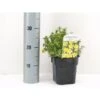 Buskpotentil 'Kobold' Potentilla Fruticosa 'Kobold' Potte 2,0 Liter,- 25-30 Cm. -Plantetorvet Butik p1552 34229 potentilla fruticosa kobold 102e