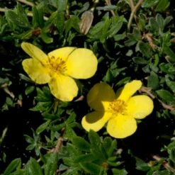 Buskpotentil 'Kobold' Potentilla Fruticosa 'Kobold' Potte 2,0 Liter,- 25-30 Cm. -Plantetorvet Butik p1552 47483 potentilla fruticosa kobold 842b