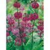 Etageprimula Primula Beesiana 1 Liter Potte 1 Etageprimula Primula Beesiana 1 Liter Potte -Plantetorvet Butik p1567 1256 primula beesiana e65c