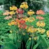 Etageprimula Primula Bullesiana 1 Liter Potte