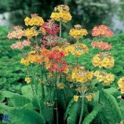 Etageprimula Primula Bullesiana 1 Liter Potte