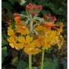 Etageprimula Primula Bulleyana 1 Liter Potte -Plantetorvet Butik p1569 1258 primula bulleyana eede