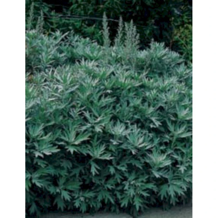 Opret Sølvbynke Artemisia Ludovioiana 'Silver Queen' 1 liter potte Opret Sølvbynke Artemisia Ludovioiana 'Silver Queen' 1 Liter Potte -Plantetorvet Butik p159 137 artemisia ludovioiana silver queen 3a7a