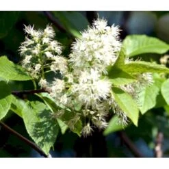 Mandshurisk Kirsebær 'Amber Beauty' Prunus Maackii 'Amber Beauty' Solitær Busk 150-200 Cm. - Med Klump