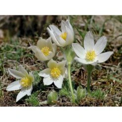 Opret Kobjælde Pulsatilla Vulgaris 'Alba' 10 Cm. Potte