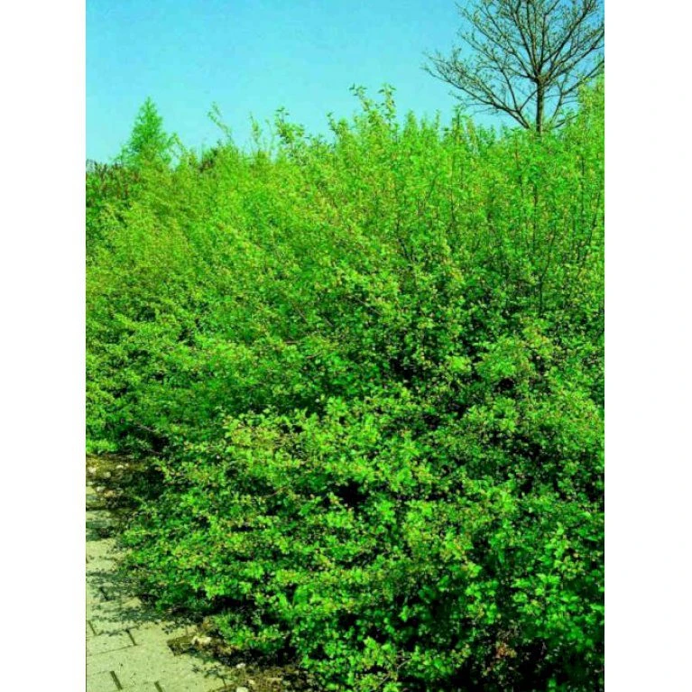 Fjeldribs 'Dima' Ribes Alpinum 'Dima' 3,5 liter potte Fjeldribs 'Dima' Ribes Alpinum 'Dima' 3,5 Liter Potte -Plantetorvet Butik p1704 1366 ribes alpinum dima 27a1