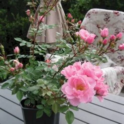 'I Need You'™ Rosa X 'I Need You'™ (Bunddækkerose) A-Kvalitet,- Barrods Roser Min. 3 Grene -Plantetorvet Butik p17469 51549 rosa x i need you bunddaekkerose d723