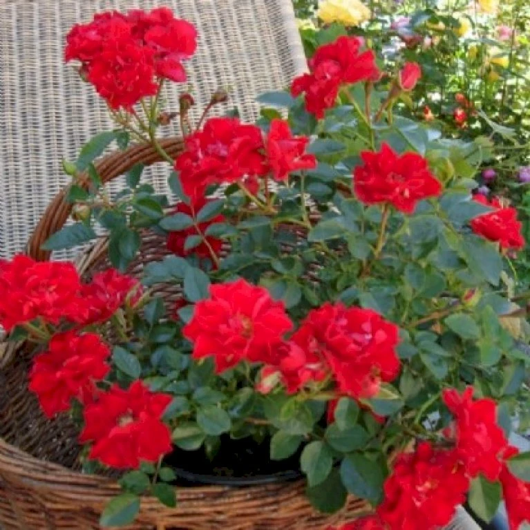 'Lady In Red'™ Rosa X 'Lady In Red'™ (Bunddækkerose) A-Kvalitet,- barrods roser min. 3 grene 'Lady In Red'™ Rosa X 'Lady In Red'™ (Bunddækkerose) A-Kvalitet,- Barrods Roser Min. 3 Grene -Plantetorvet Butik p17470 51581 rosa x lady in red bunddaekkerose 8fff
